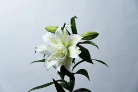 【簡易包装】■アイシャ3本束 ■大人気品種