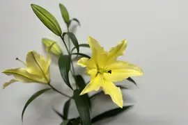 【簡易包装】■黄色5本束■大輪系が多いです。